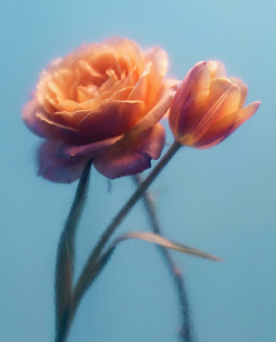 Unscharfe Rosen vor blauem Grund